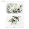 przebiśnieg, przebiśniegi, zawilec biały, zawilce białe, wiosenne kwiaty, białe kwiaty, ogród, łąka, wiosna, snowdrop, snowdrops, white anemone, anemones, spring flowers, white flowers, garden, meadow, spring, Schneeglöckchen